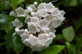 Kalmia