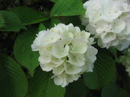 Plant Img